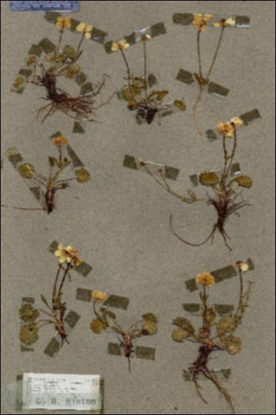 URN_catalog_HBHinton_herbarium_17100.jpg.jpg
