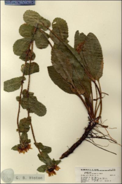 URN_catalog_HBHinton_herbarium_22434.jpg.jpg