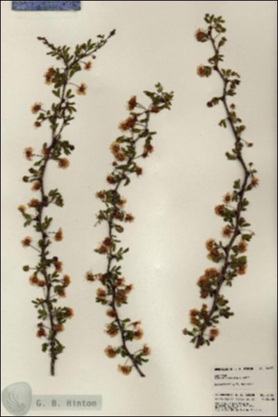 URN_catalog_HBHinton_herbarium_24067.jpg.jpg