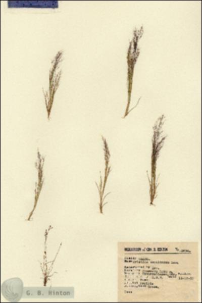 URN_catalog_HBHinton_herbarium_2634.jpg.jpg