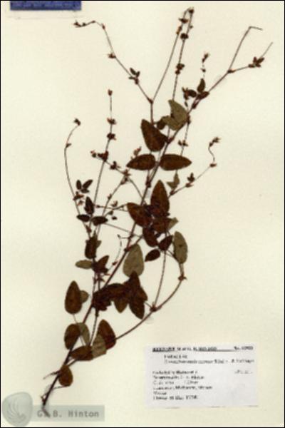 URN_catalog_HBHinton_herbarium_12923.jpg.jpg