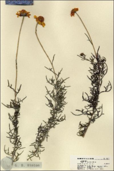 URN_catalog_HBHinton_herbarium_22005.jpg.jpg