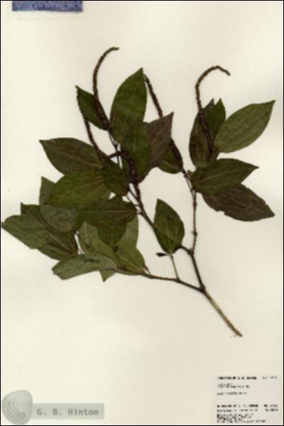 URN_catalog_HBHinton_herbarium_24510.jpg.jpg