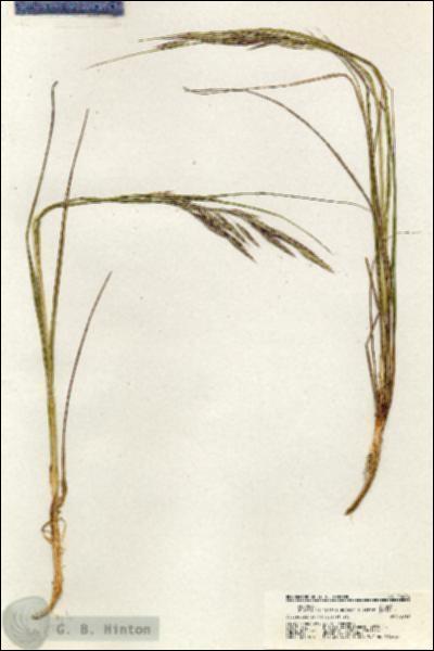 URN_catalog_HBHinton_herbarium_20284.jpg.jpg