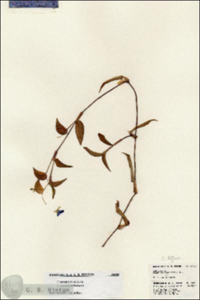 URN_catalog_HBHinton_herbarium_24600.jpg.jpg