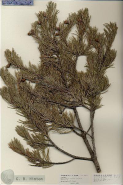 URN_catalog_HBHinton_herbarium_25975.jpg.jpg