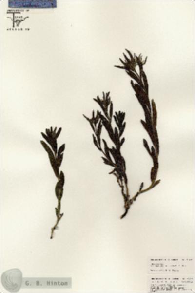 URN_catalog_HBHinton_herbarium_25432.jpg.jpg