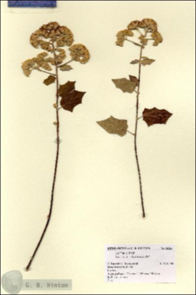 URN_catalog_HBHinton_herbarium_8626.jpg.jpg