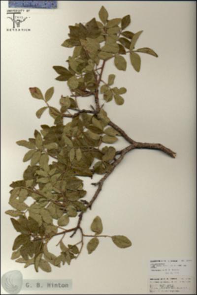 URN_catalog_HBHinton_herbarium_25780.jpg.jpg