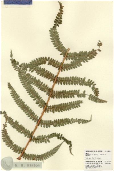 URN_catalog_HBHinton_herbarium_22654-1.jpg.jpg