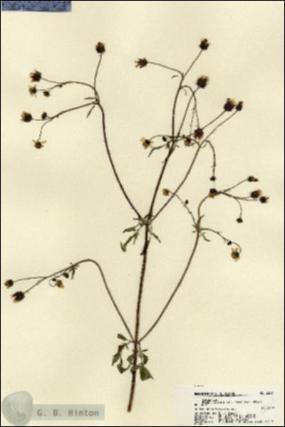 URN_catalog_HBHinton_herbarium_22514.jpg.jpg