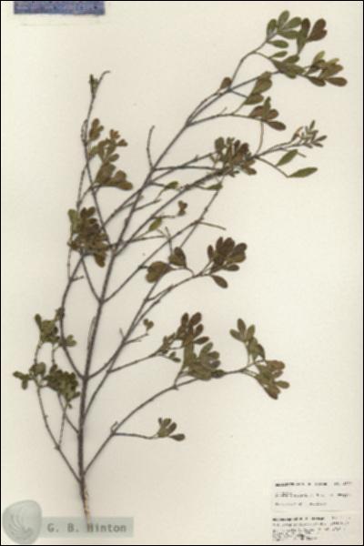 URN_catalog_HBHinton_herbarium_25711.jpg.jpg