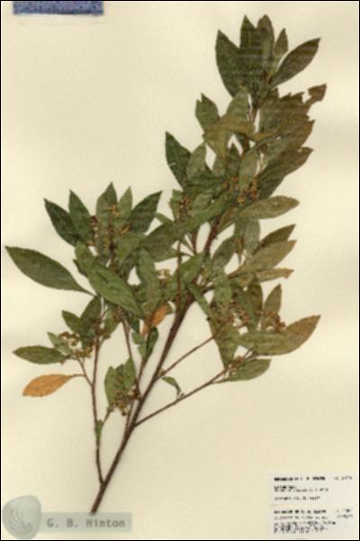 URN_catalog_HBHinton_herbarium_21824.jpg.jpg