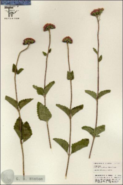 URN_catalog_HBHinton_herbarium_25631.jpg.jpg