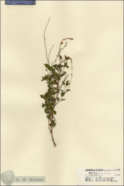 URN_catalog_HBHinton_herbarium_21464.jpg.jpg
