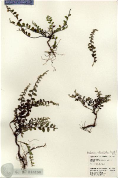 URN_catalog_HBHinton_herbarium_23404.jpg.jpg