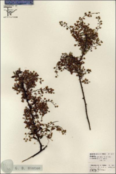 URN_catalog_HBHinton_herbarium_26121.jpg.jpg
