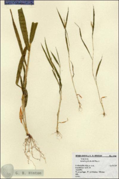 URN_catalog_HBHinton_herbarium_4344.jpg.jpg