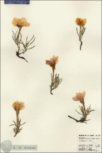 URN_catalog_HBHinton_herbarium_23054.jpg.jpg