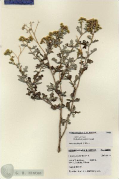 URN_catalog_HBHinton_herbarium_28455.jpg.jpg