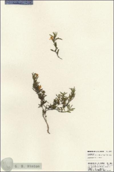 URN_catalog_HBHinton_herbarium_23868.jpg.jpg