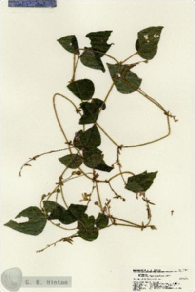 URN_catalog_HBHinton_herbarium_21391.jpg.jpg