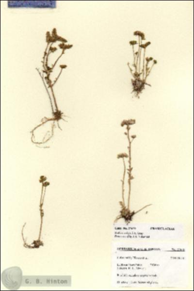 URN_catalog_HBHinton_herbarium_27679.jpg.jpg