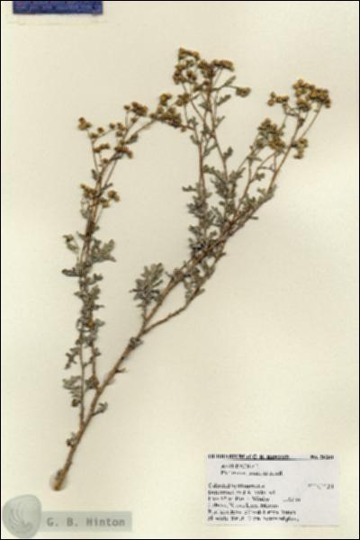 URN_catalog_HBHinton_herbarium_28281.jpg.jpg