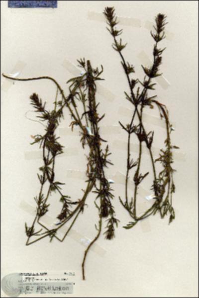 URN_catalog_HBHinton_herbarium_19414.jpg.jpg