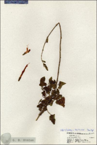 URN_catalog_HBHinton_herbarium_20340.jpg.jpg