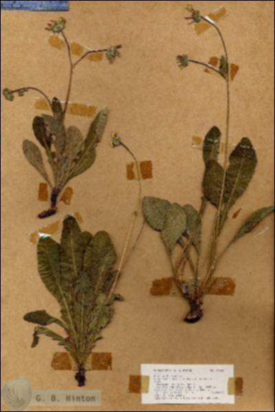 URN_catalog_HBHinton_herbarium_18468.jpg.jpg