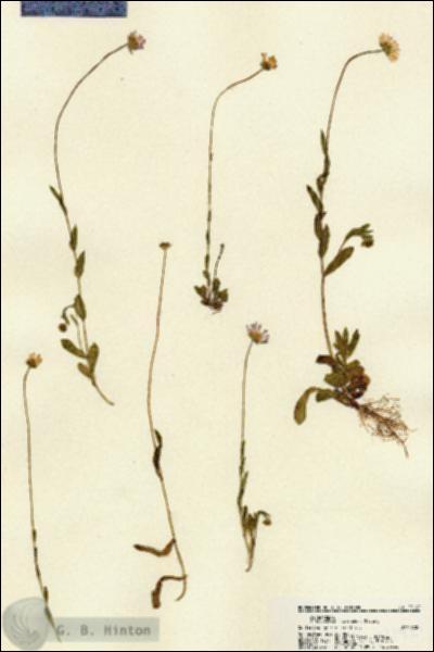 URN_catalog_HBHinton_herbarium_22192.jpg.jpg