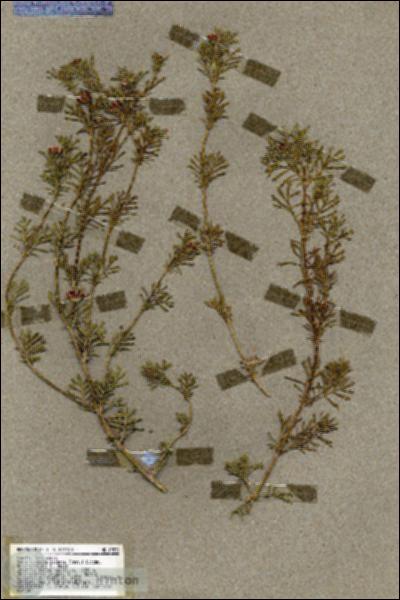 URN_catalog_HBHinton_herbarium_19539.jpg.jpg