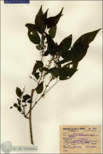 URN_catalog_HBHinton_herbarium_8953.jpg.jpg
