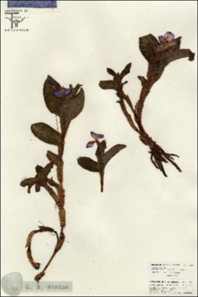URN_catalog_HBHinton_herbarium_26634.jpg.jpg
