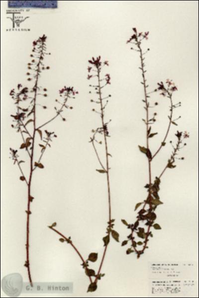 URN_catalog_HBHinton_herbarium_26382.jpg.jpg