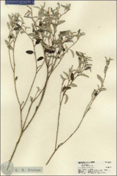 URN_catalog_HBHinton_herbarium_22333.jpg.jpg