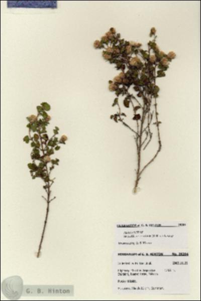 URN_catalog_HBHinton_herbarium_28204.jpg.jpg