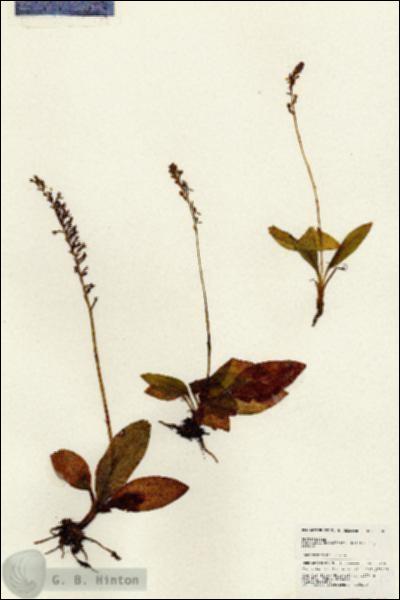 URN_catalog_HBHinton_herbarium_24869.jpg.jpg