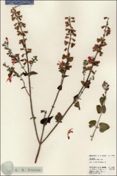 URN_catalog_HBHinton_herbarium_23784.jpg.jpg
