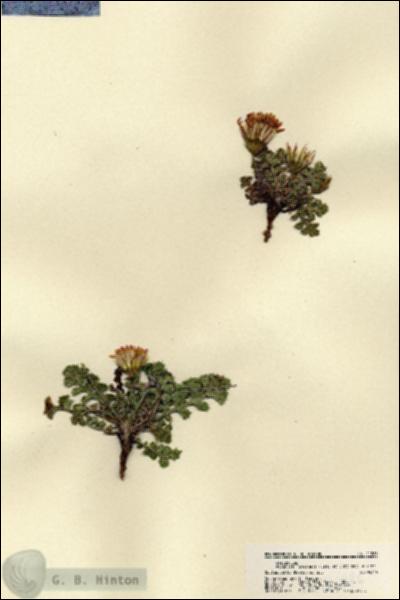 URN_catalog_HBHinton_herbarium_21886.jpg.jpg