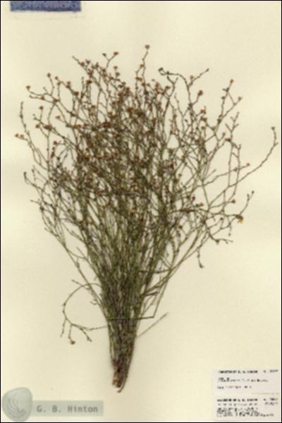 URN_catalog_HBHinton_herbarium_22697.jpg.jpg