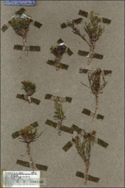URN_catalog_HBHinton_herbarium_19533.jpg.jpg