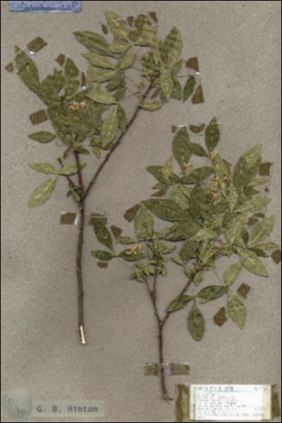 URN_catalog_HBHinton_herbarium_19133.jpg.jpg
