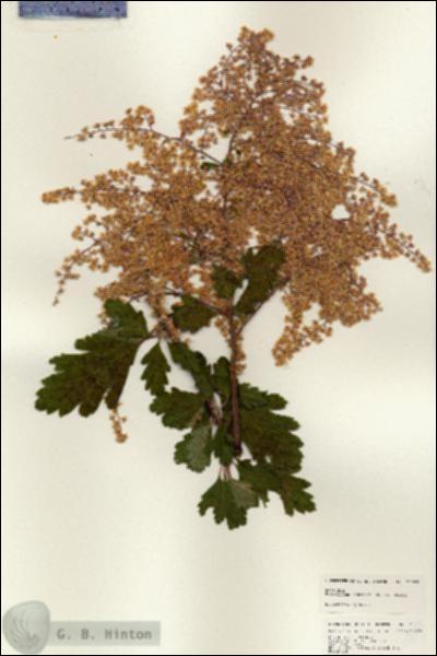 URN_catalog_HBHinton_herbarium_25083.jpg.jpg