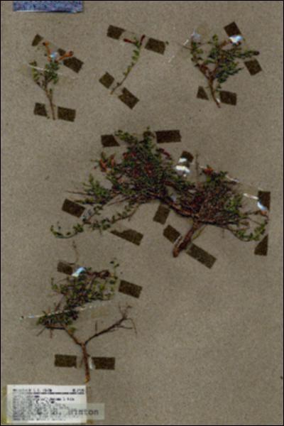 URN_catalog_HBHinton_herbarium_19154.jpg.jpg