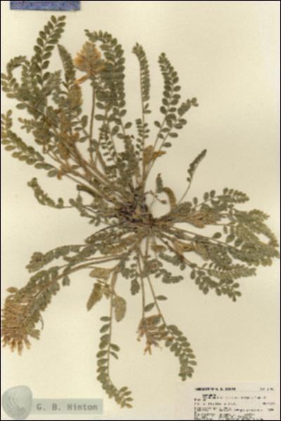 URN_catalog_HBHinton_herbarium_21901.jpg.jpg