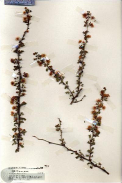URN_catalog_HBHinton_herbarium_19385.jpg.jpg