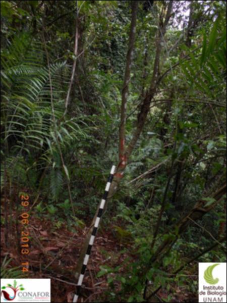 77365_S1_ARC_20130629_010_001.jpg.jpg