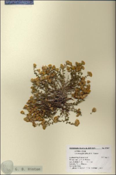 URN_catalog_HBHinton_herbarium_27567.jpg.jpg